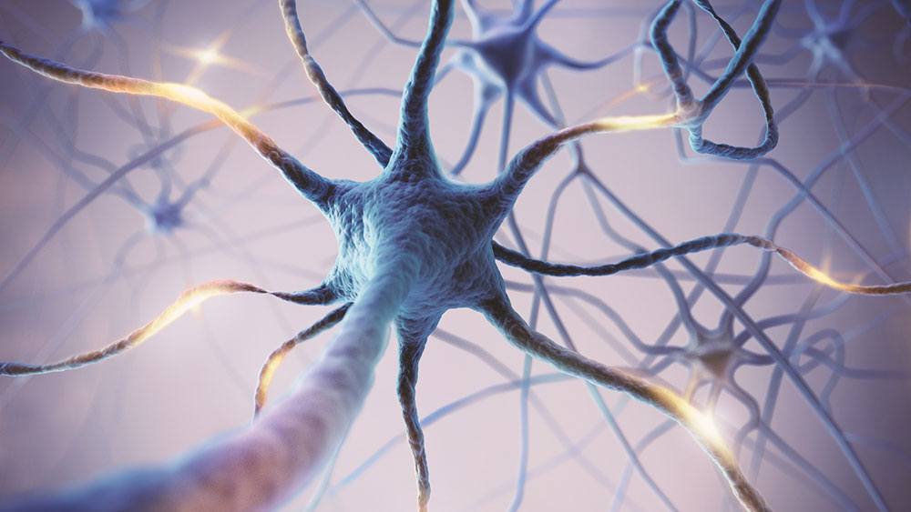 Artist's rendering of a neuron
