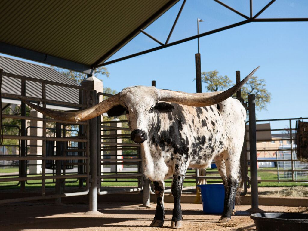 Dante the longhorn