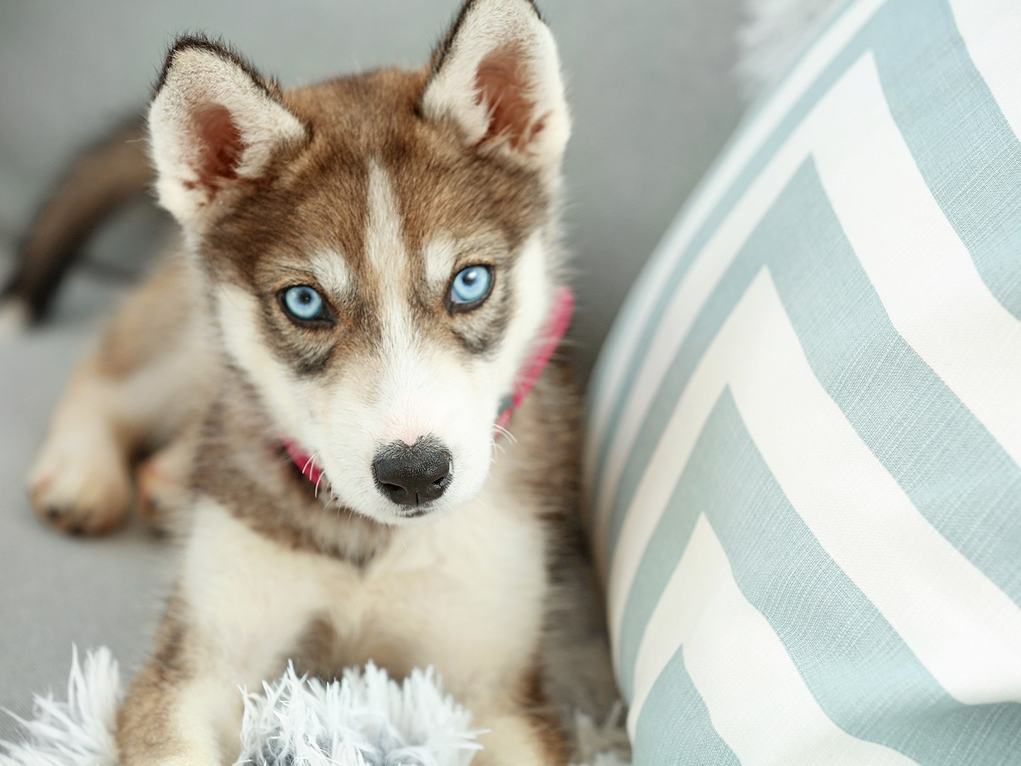 a dog with blue eyes