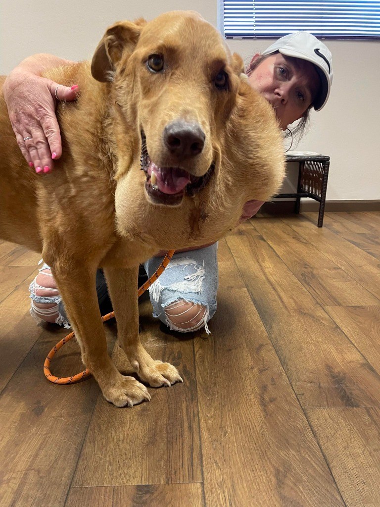 Jake pre-surgery with April Plemons, founder and executive director of Long Way Home Adoptables