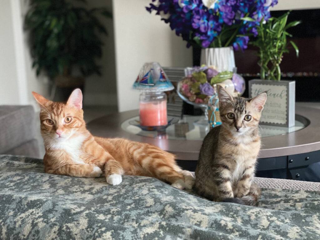 Cats Whiskey and Lily