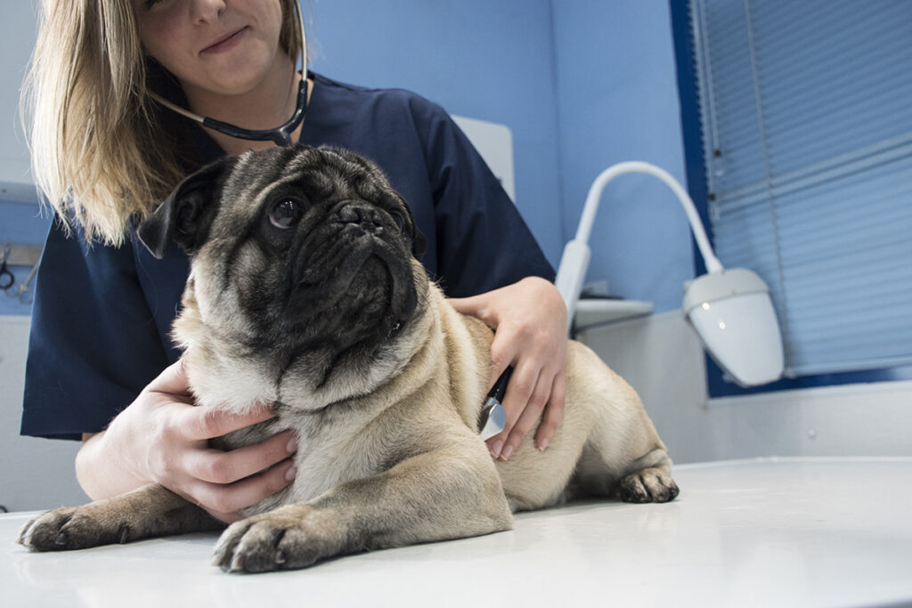 a vet using a stethoscope on a dog in a clinic