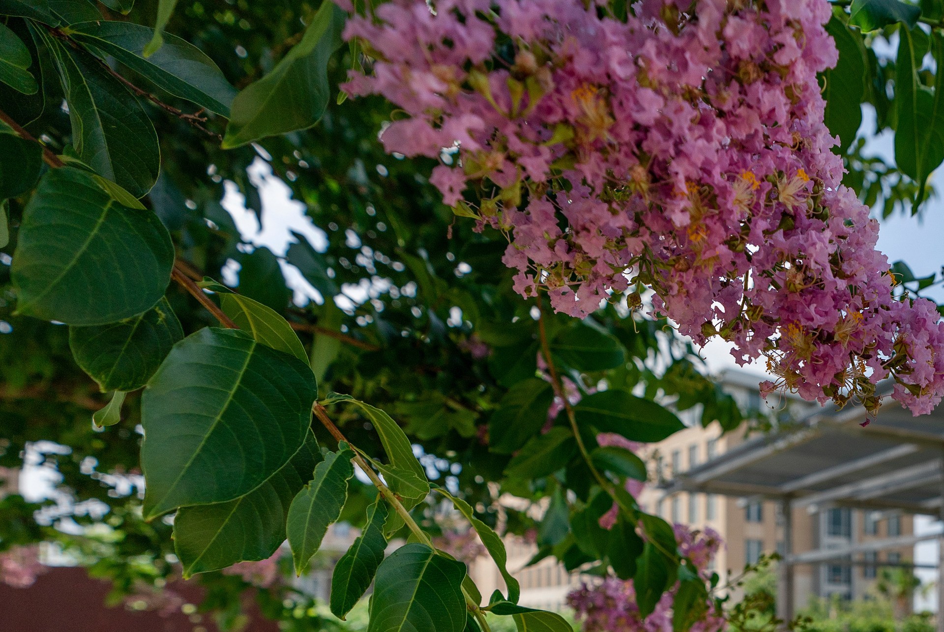A pink crape myrtle tree in bloom on the campus of Texas A&M. When flowers are picked during the summer heat, future blooms are more abundant as seen here.