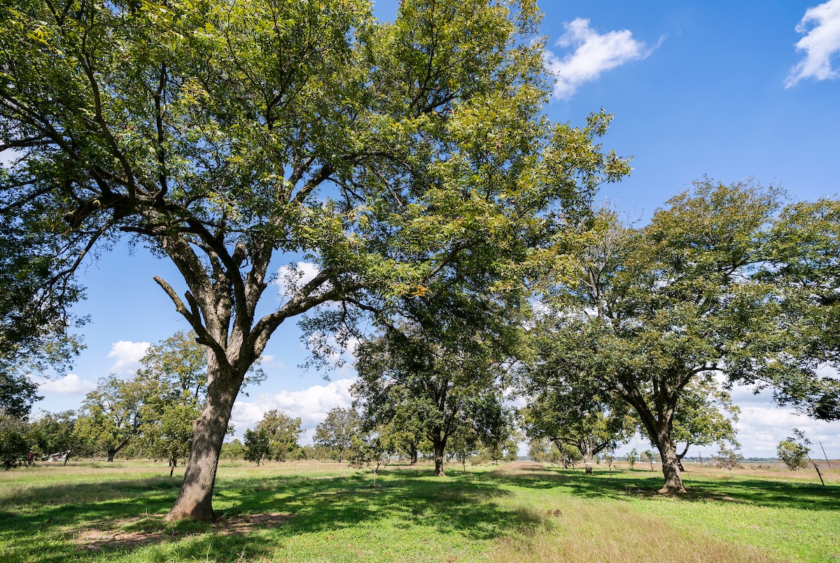 Several large, mature pecan trees. The summer heat has started to brown the grass around their canopy.
