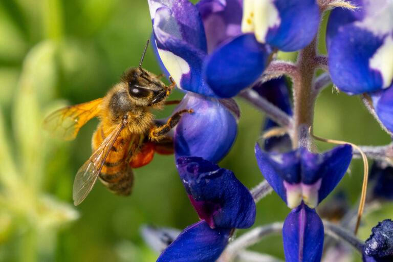 Close up photo of a honeybee on a bluebonnet