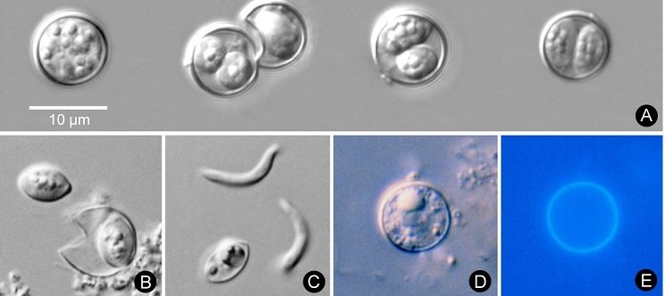 a series of microscope images showing the Cyclospora cayetanensis parasite under various conditions and stages of development.