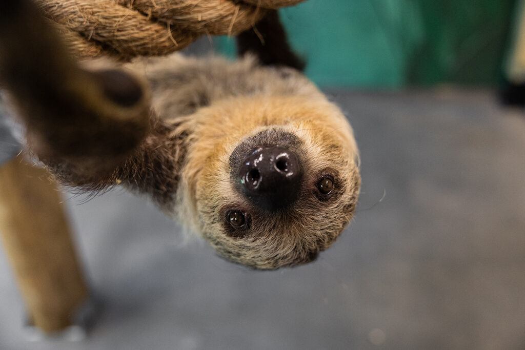 Michael Jr. Slow Poke Sloth looking directly into the camera, upside down