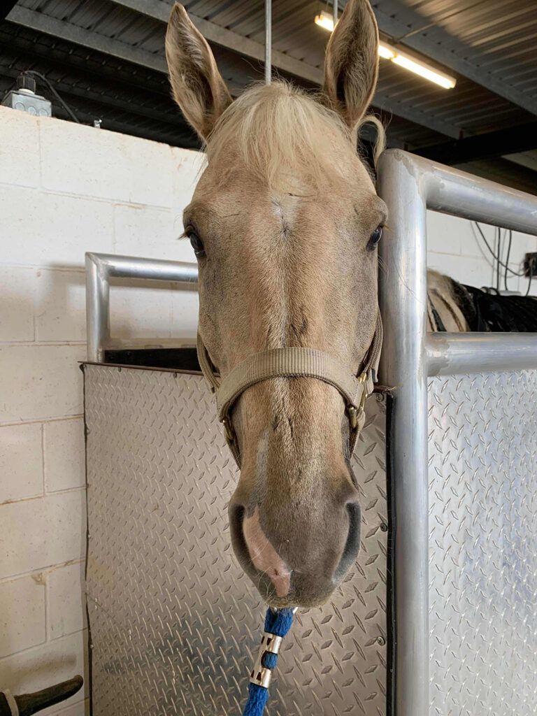 Tesoro in his stall