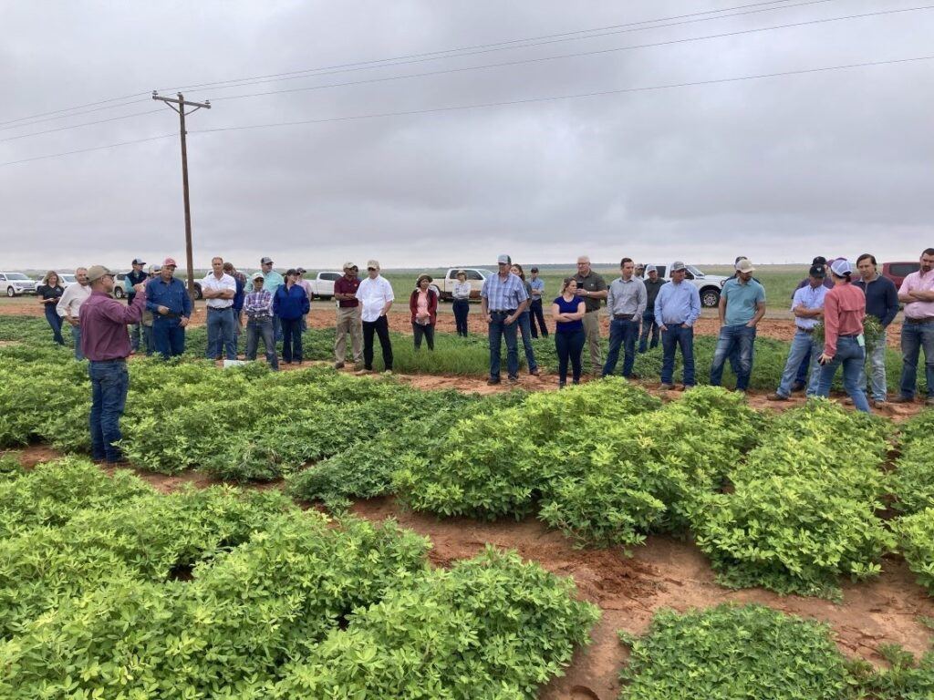 A collection of individuals stand in an organic peanut farm while taking a tour