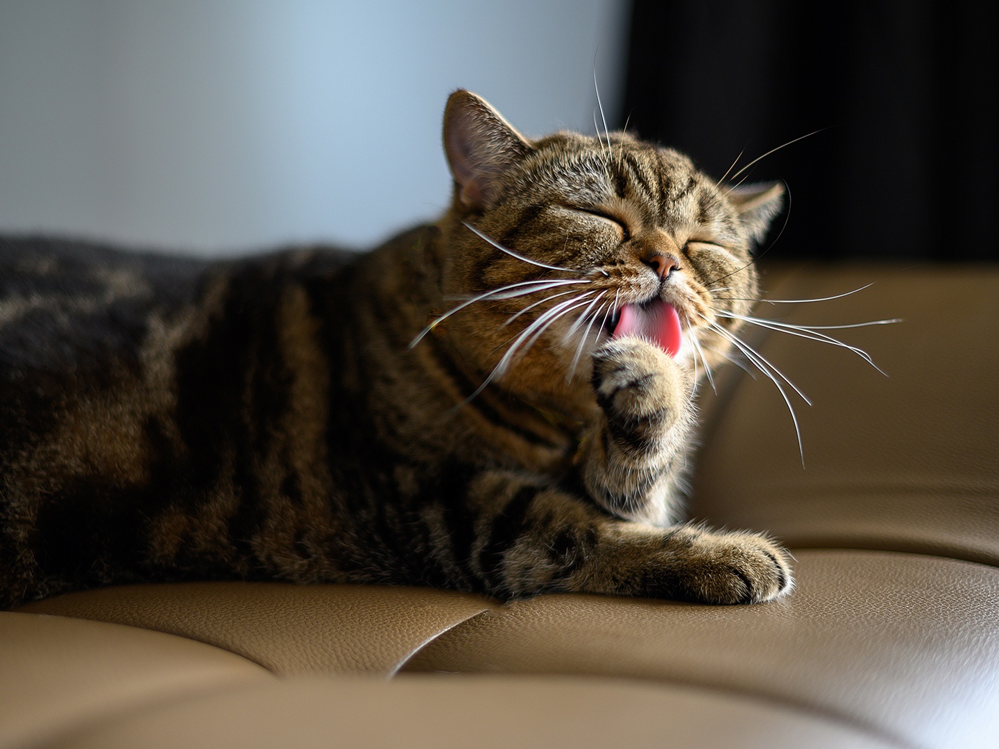 a cat licking its paw