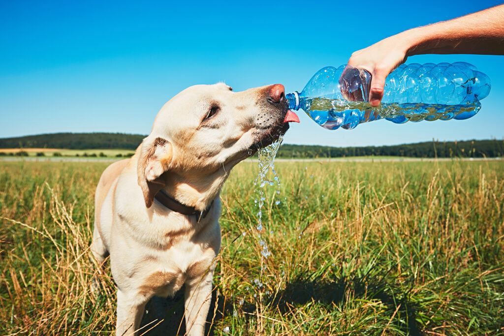 a dog drinking water out of a water bottle someone is holding