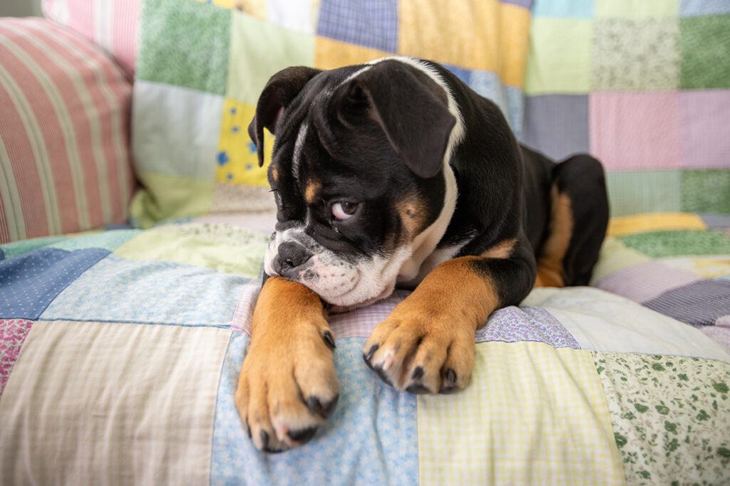 a dog looking embarrassed