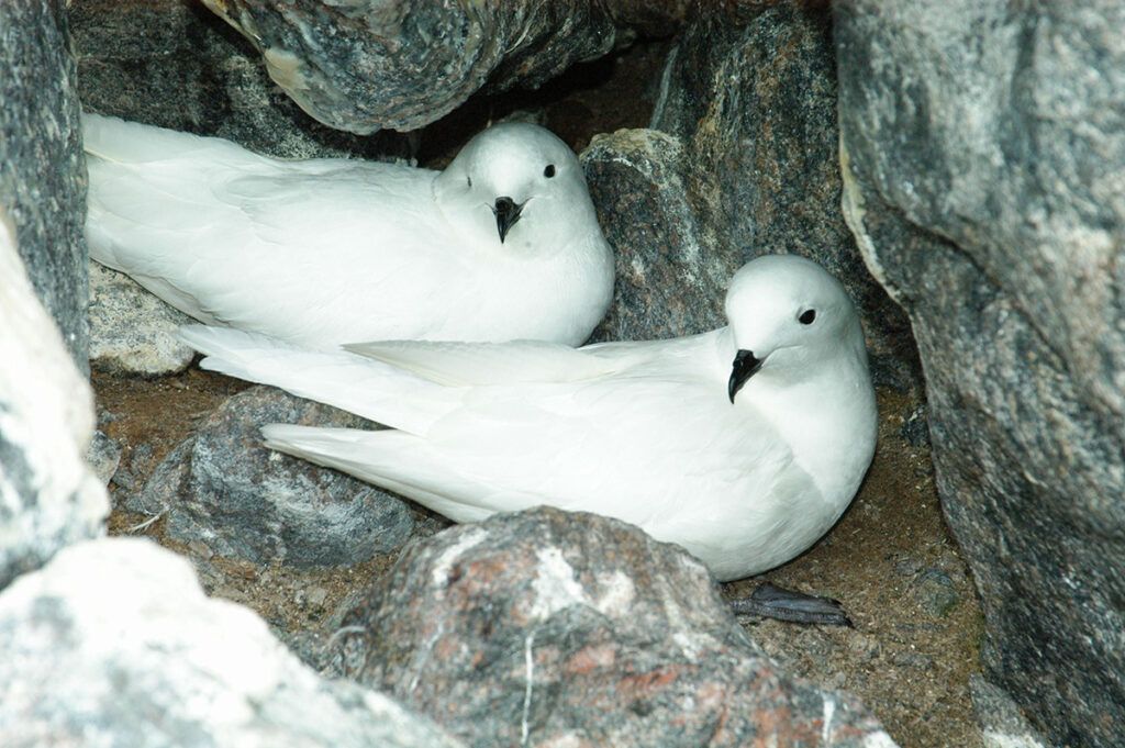 nesting Laysan albatross