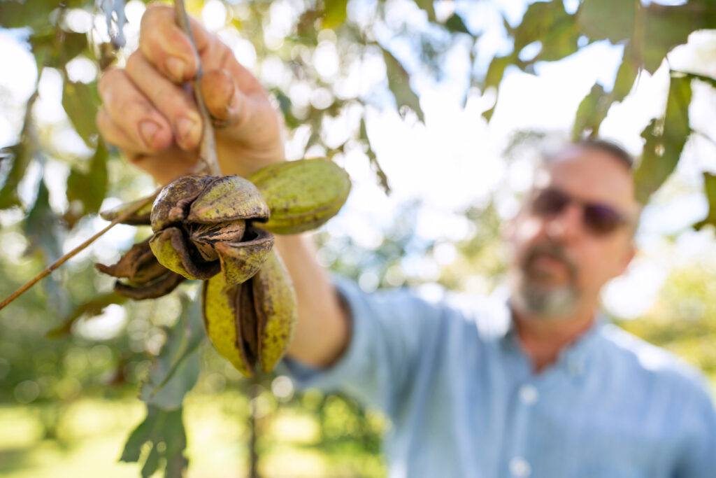 A man reaching up to pick pecans off a tree
