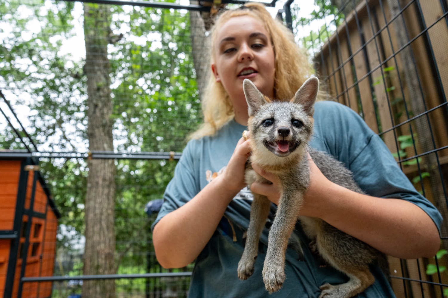 Krista Bligh holds a gray fox