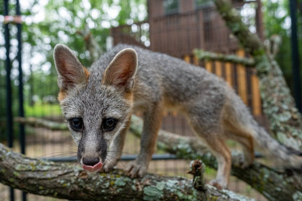 A gray fox stares the camera at wildlife rehab center