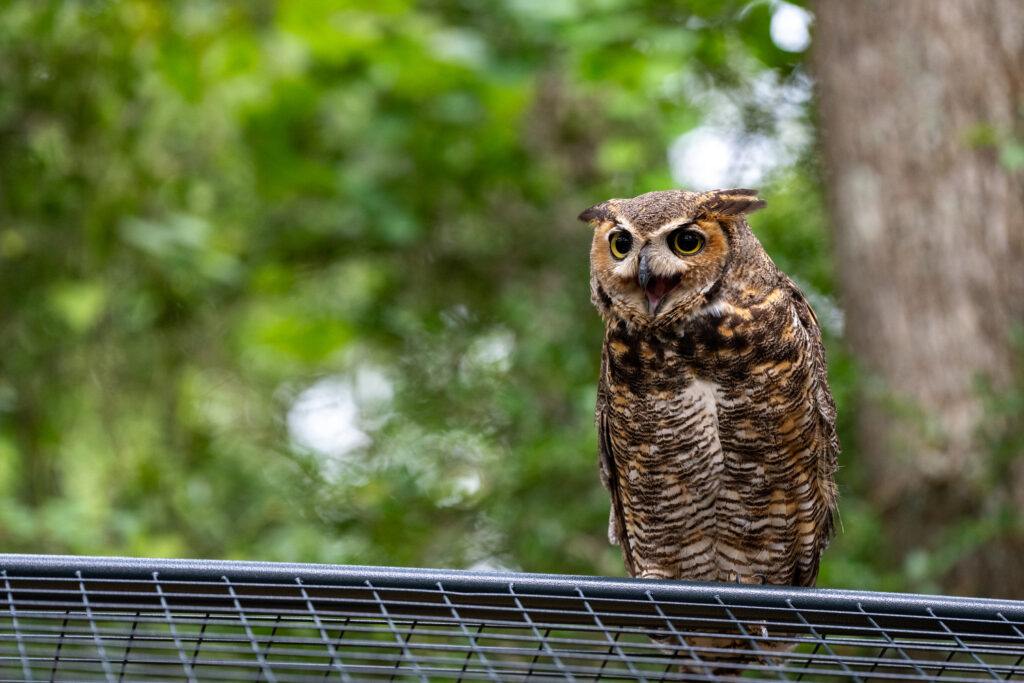 a photo of an owl sitting on top of of a cage with its beak open