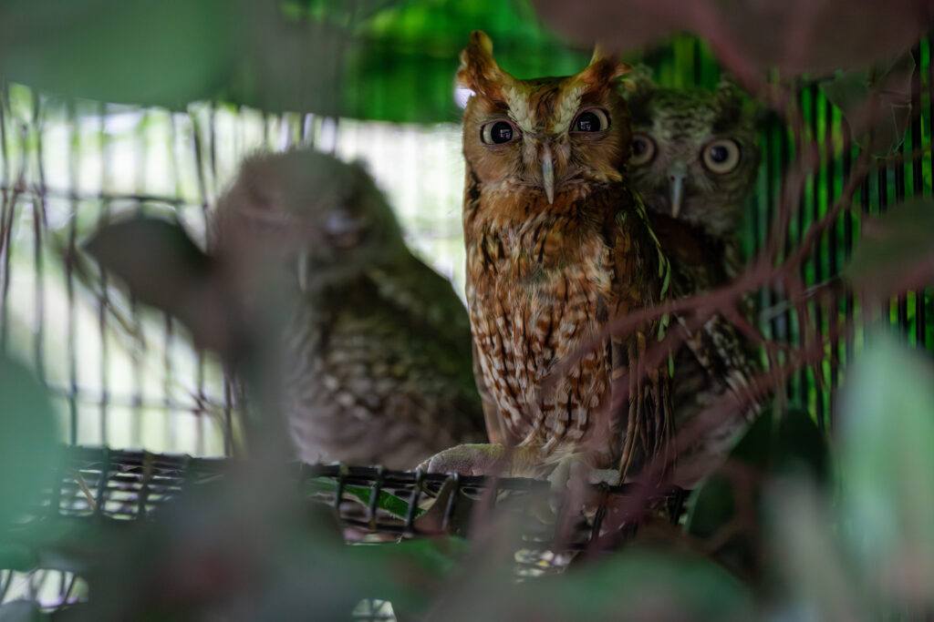 Screech owls in an enclosure