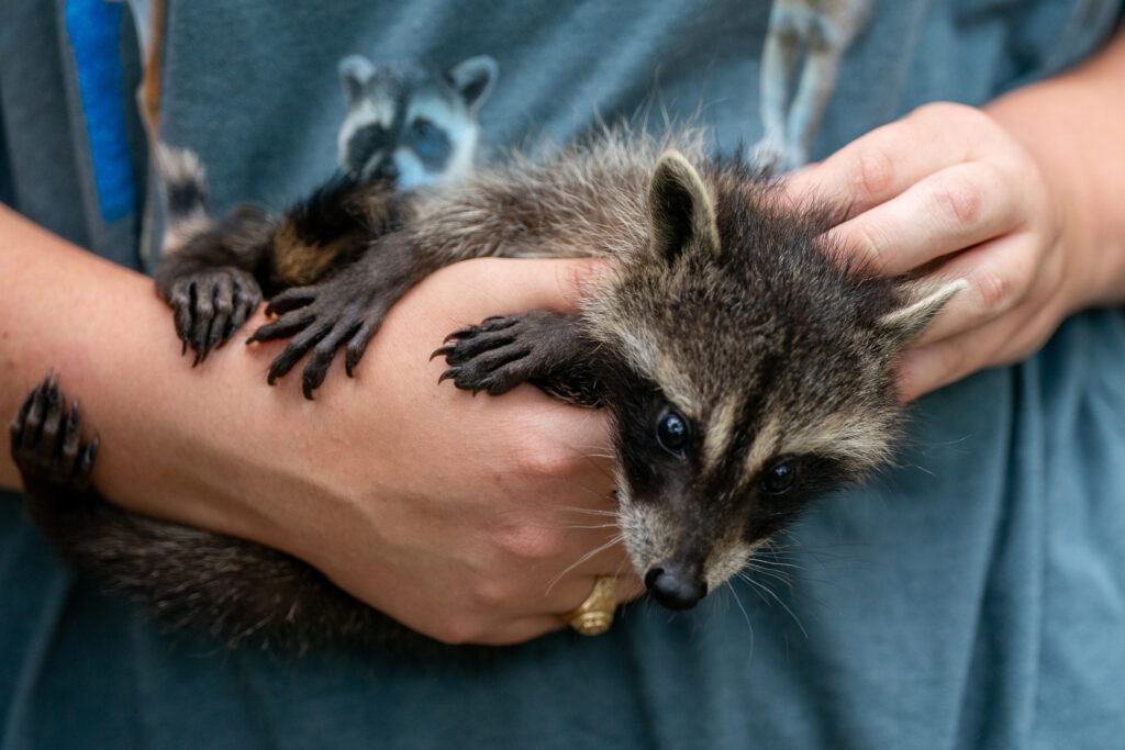 A baby raccoon is held