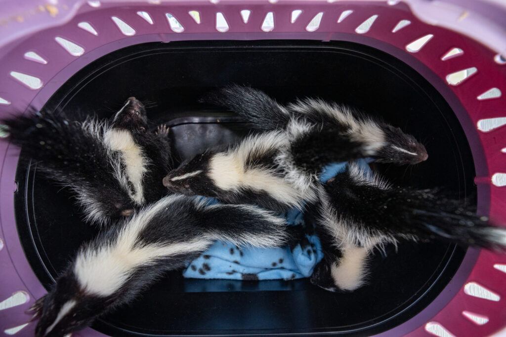 a photo of five little skunks sitting on a blue cloth in a bowl