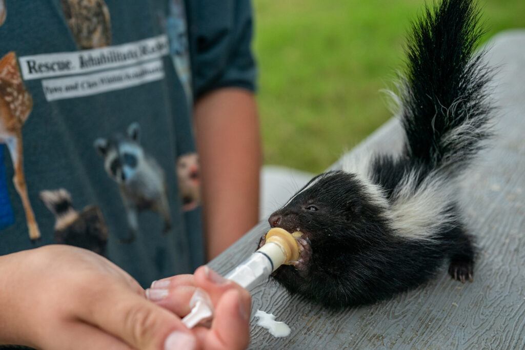 A baby skunk feeds on milk from a syringe at a wildlife rehab center