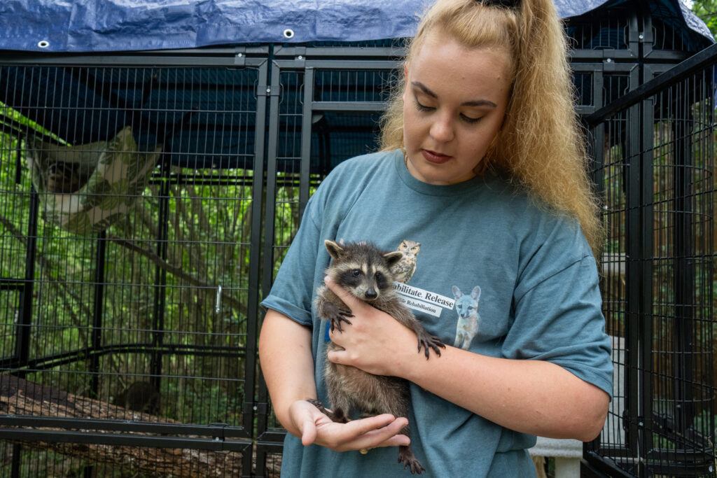 Krista Bligh holds a baby raccoon at her wildlife rehab center