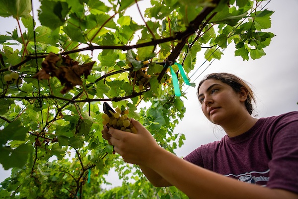 Woman cutting wine grape clusters from vines.