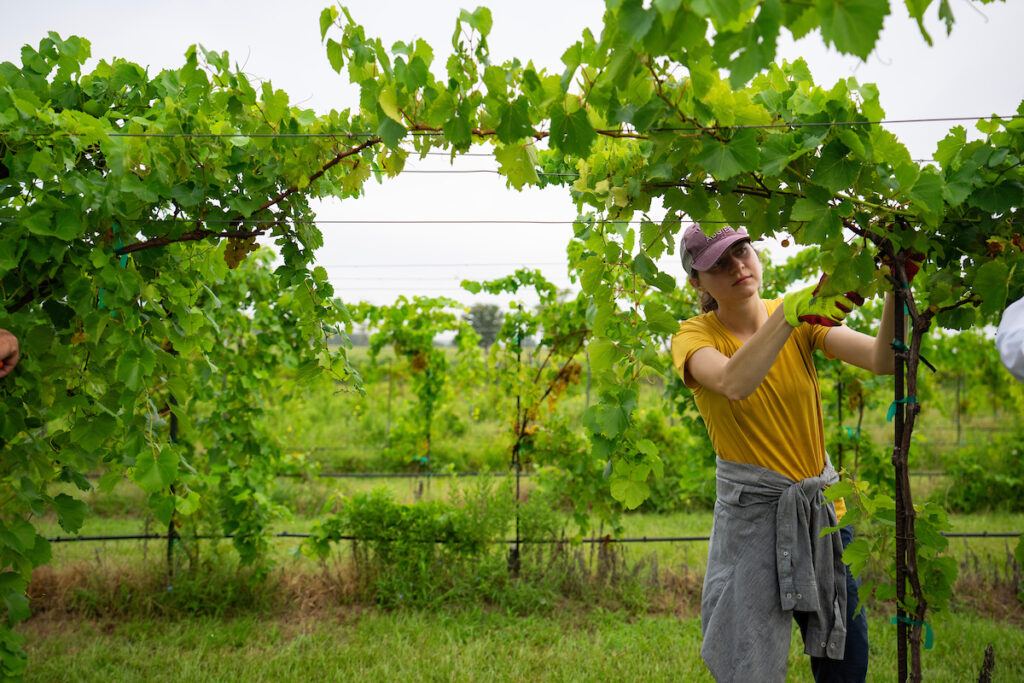 A woman trimming wine grape vines.