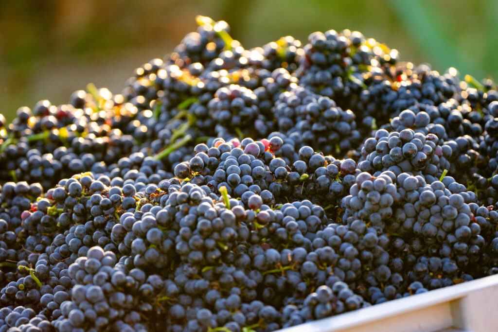 A mound of dark blue wine grapes.