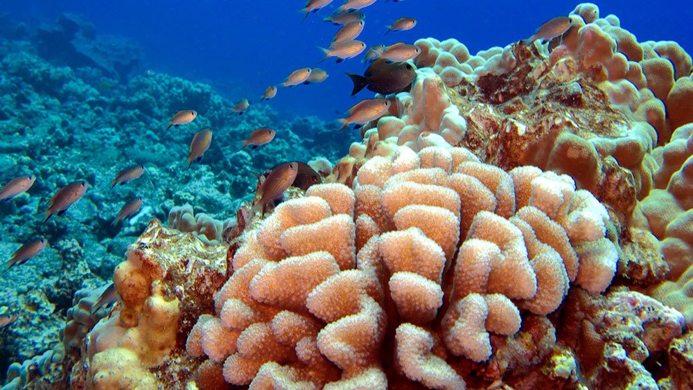 a coral reef