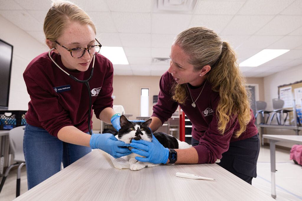 two vets examining a cat