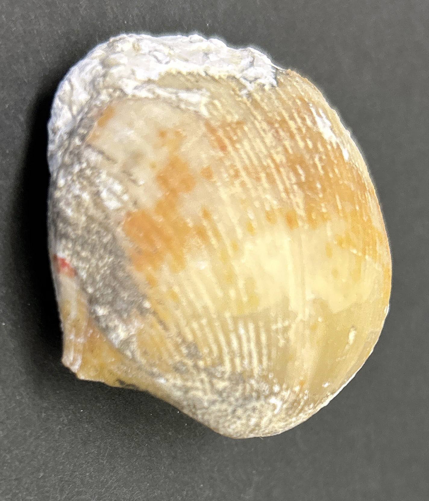 A carboniferous brachiopod found in Russia