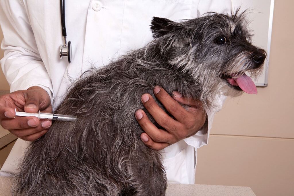 a dog getting a shot
