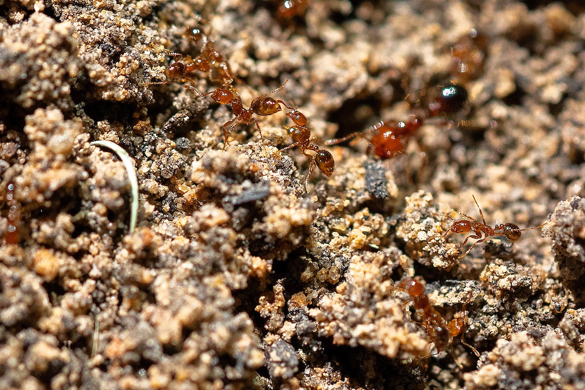 A colony of fire ants up close on soil.