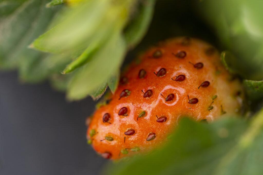Close up photo of a strawberry