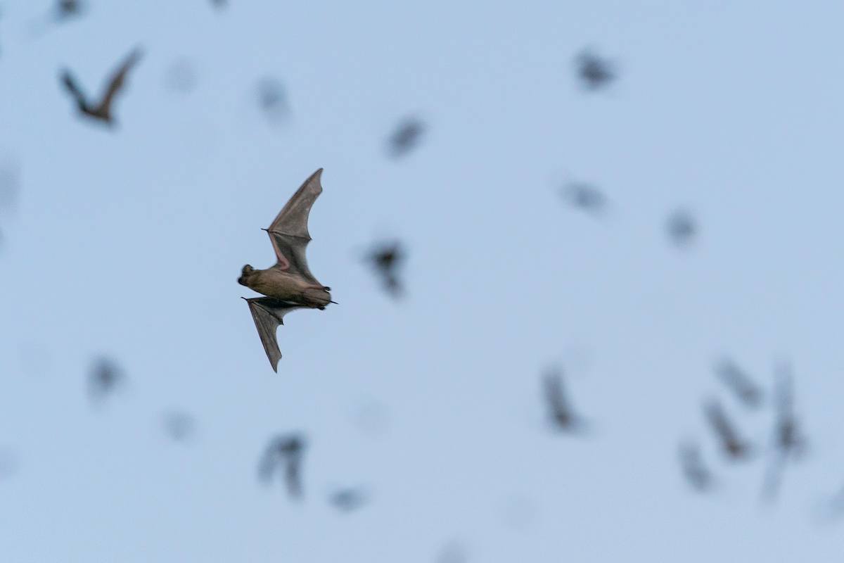 Bats flying at dusk near Del Rio in Texas.