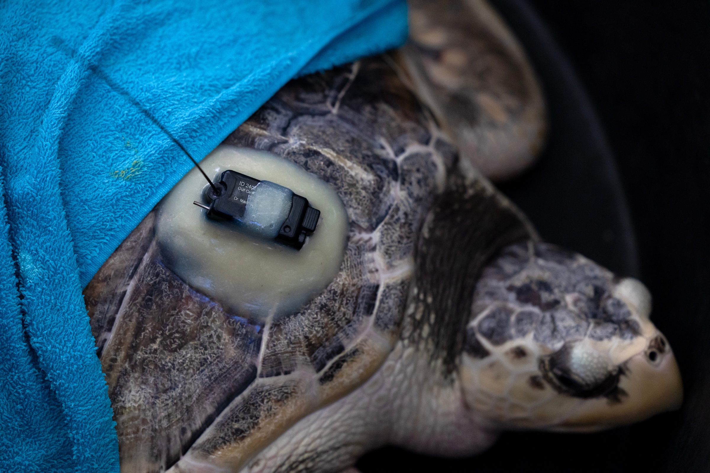 a close-up photo of a gps tracker attached to the back of a sea turtle