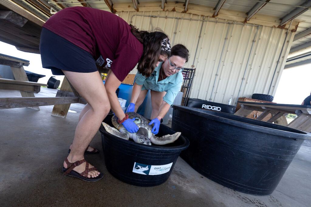 a photo of two women putting a turtle in a black bucket