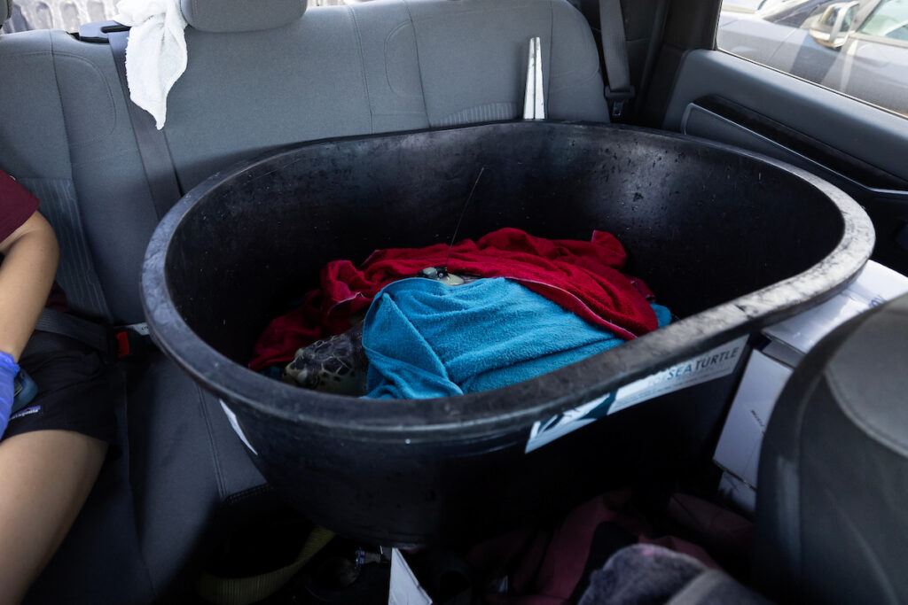 a photo of a sea turtle covered in wet towels sitting in a black bucket in the back seat of a pickup truck