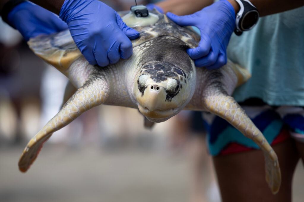 a photo of a sea turtle being carried by gloved hands