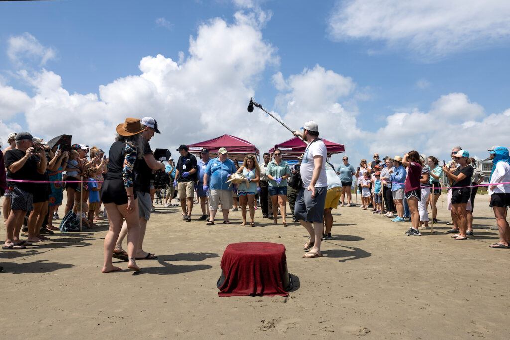 a photo showing a group of people carrying a sea turtle down the beach while onlookers take photos