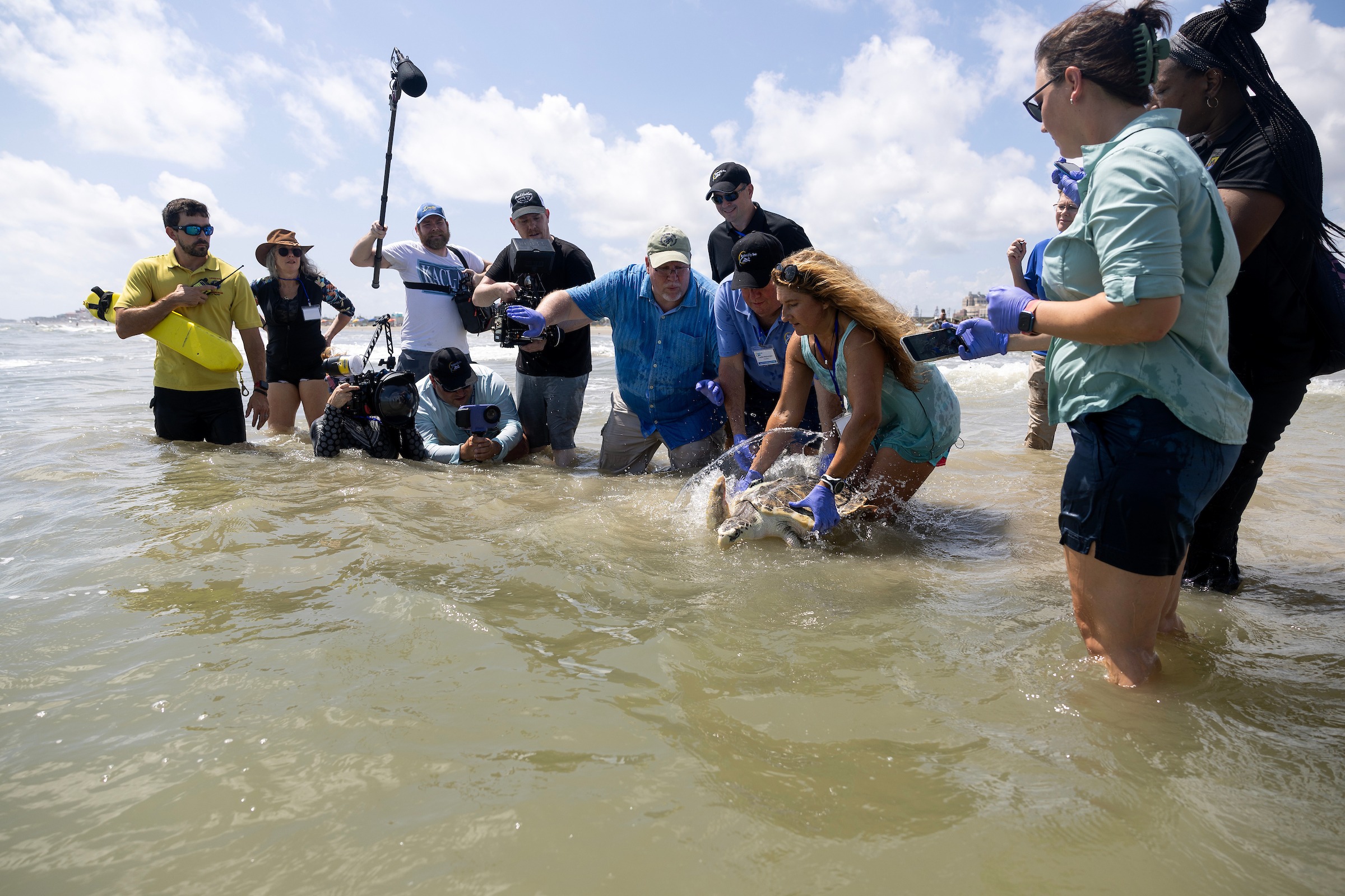 Members of the release team wade into the Gulf of Mexico as Tally begins to swim.