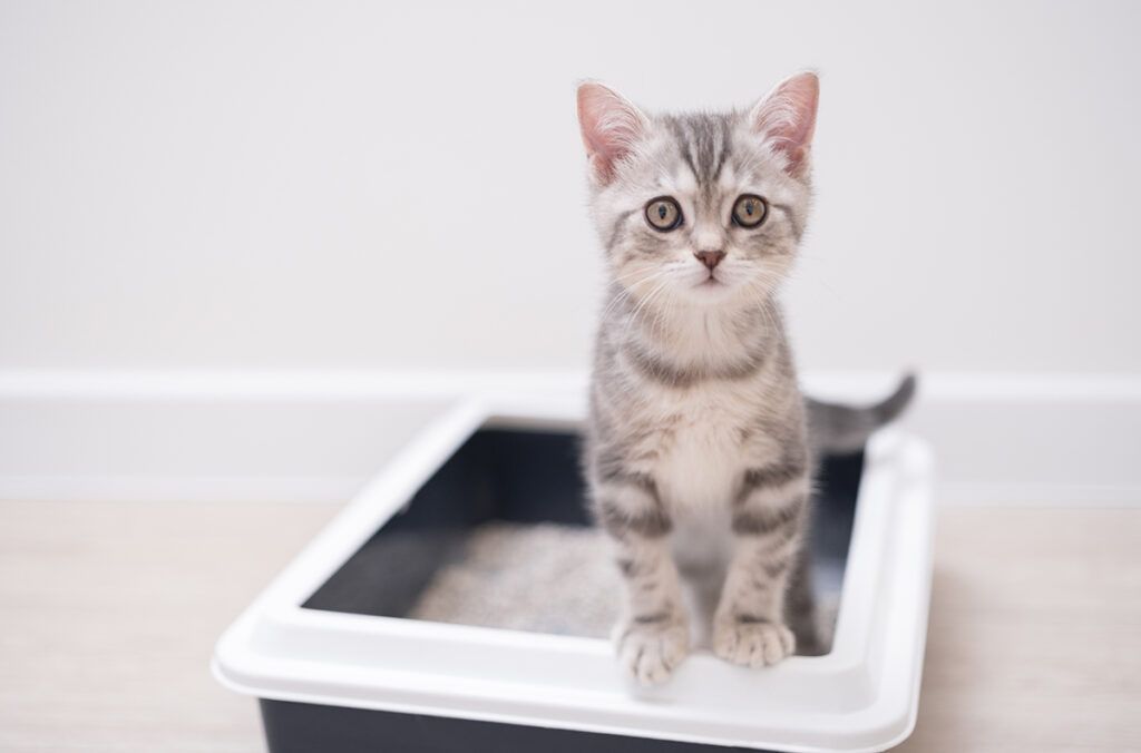 how to get new kitten to use litter box