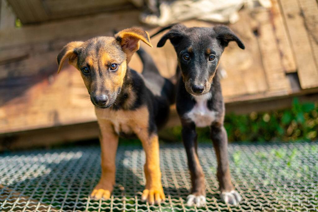 two puppies