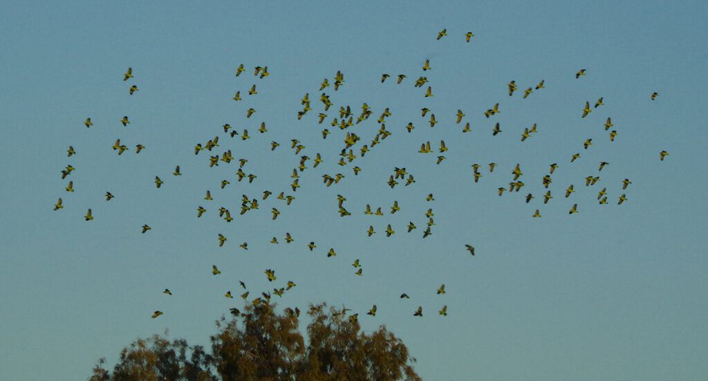 a flock of red-crowned parrots