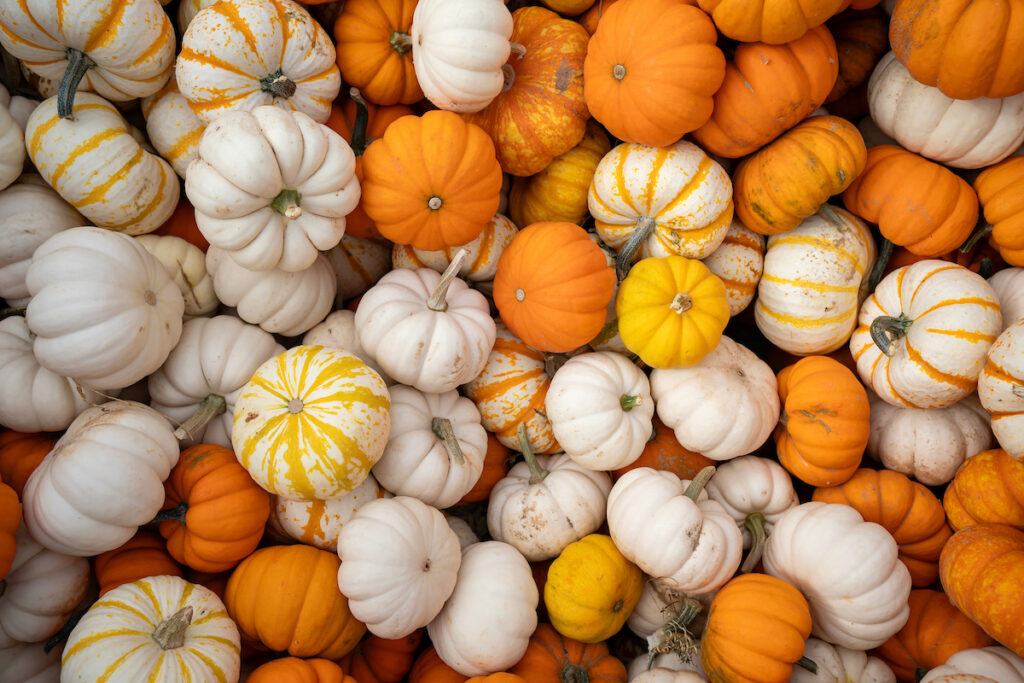 view from above of a pile of small orange, white and yellow pumpkins