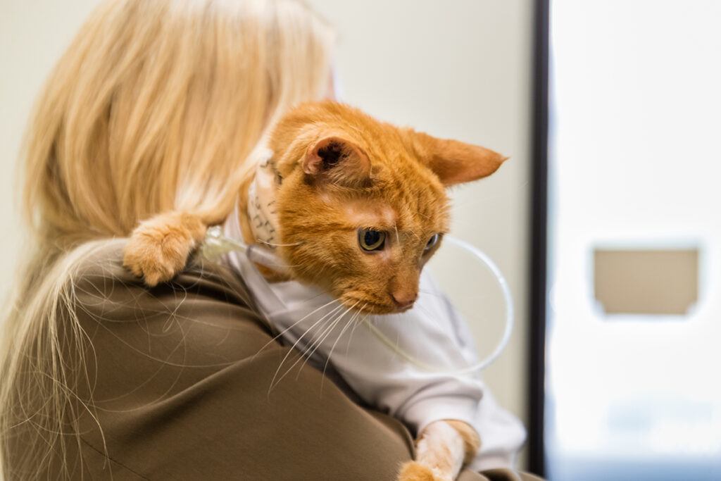 James Dean the cat being held by his owner Kaci Thomas