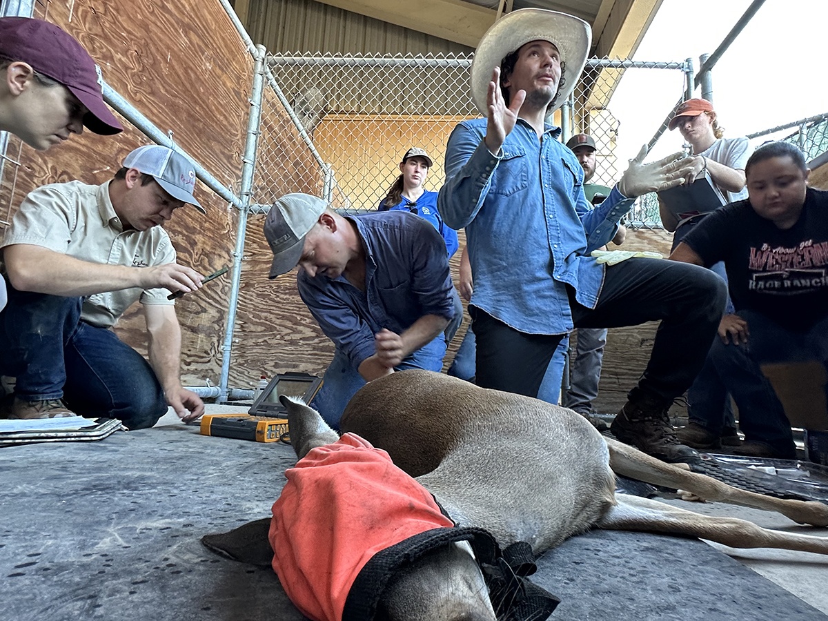 Mike Cherry, Texas A&M-Kingsville, emonstrates how to conduct an ultrasound of the rump fat as a measure of deer body condition while veterinarian and Ph.D. student from TAMU-Kingsville Joe Hediger explains the process. The research team plans to determine if there are any measurable differences in fitness between SARS-CoV-2 infected and uninfected captive deer.