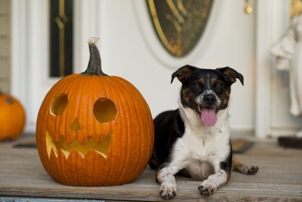 a dog next to a jack-o-lantern