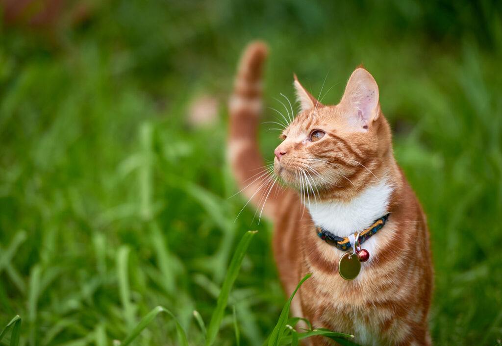 an orange cat wearing a collar with a bell standing in a field of tall grass